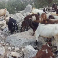 فروش بز و تیشتر