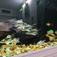 ماهی کوی مایان (کابوتا)|ماهی|اسلامشهر, شهرک قائمیه|دیوار