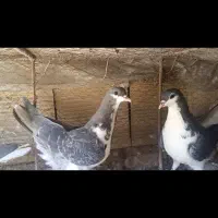 دمگیر زره آیی خرقه دوبحر بپر