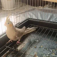 دو عدد مرغ عشق و دو عدد جوجه عروس هلندی