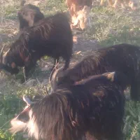 کهره چاق، خفر