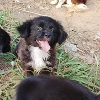 توله سگ پشمالو شیتزوپیکنیز ۲تاماده|سگ|رشت, جانبازان|دیوار