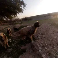 میش|حیوانات مزرعه|گتوند, |دیوار