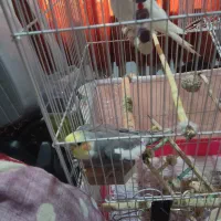 عروس هلندی جفت ماده البینو|پرنده|کردکوی, |دیوار