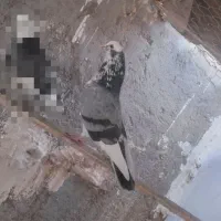 پرشی|پرنده|زابل, |دیوار