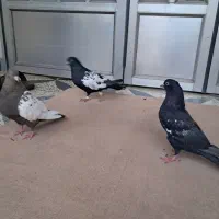 سینه ای سیاه|پرنده|دزفول, |دیوار