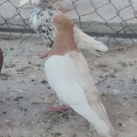 کبوتر کله زرد ماده