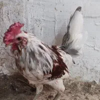 خروس گلین