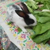 بچه خرگوش|موش و خرگوش|کرمانشاه, |دیوار