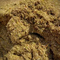 کاه عدس