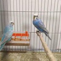 انواع مرغ عشق اسپانگل و هلندی با قفس|پرنده|شیراز, شهرک والفجر|دیوار