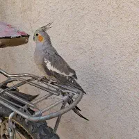 جفت|پرنده|قم, آذر (نکویی)|دیوار