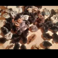 فروش ۱۳ عدد مرغ و‌خروس محلی|حیوانات مزرعه|دهدشت, |دیوار