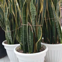 فروش انواع گل گیاه