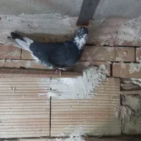 کبوتر ماده|پرنده|نسیم‌شهر, |دیوار