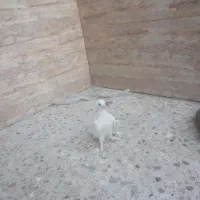 کبوتر سفید شیر