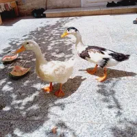یک جفت اردک چهار ماهه