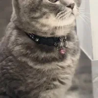 بخونید لطفا اگهی رو