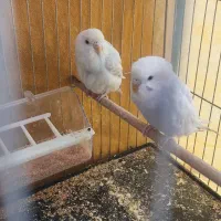 مرغ عشق|پرنده|شیراز, میانرود|دیوار