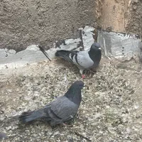 کبوتر|پرنده|اردکان, |دیوار