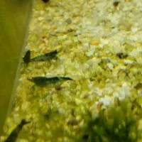 میگو شریمپ بلک آکواریوم ماهی