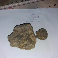 فسیل انواع صدف|کلکسیون و سرگرمی|فردوس (خراسان), |دیوار