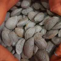 بادام سنگی