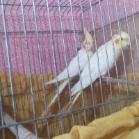 شیبان کوی امام