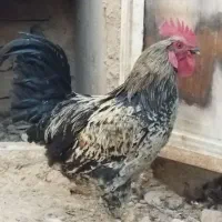 خروس جوان و سرحال|حیوانات مزرعه|معصومیه, |دیوار