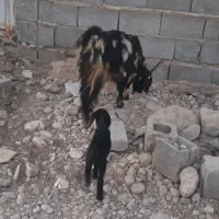 کولار کهره دار|حیوانات مزرعه|جنت, |دیوار