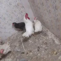 مرغ خونی مرغ زنده خورس سیاه مرغ سیاه محلی قربانی.