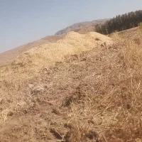 کاه سفیدگندم نرم با کیفیت فارس گونی شده 23تومن
