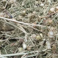اسپند خشک وخوشبو|گل مصنوعی|بجنورد, |دیوار