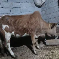 گوساله  خوب وسالم