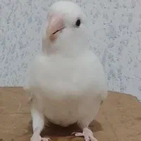 طوطی برزیلی چشم شرابی خاص