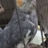 فروش تعدادی عروس هلندی سالم|پرنده|صباشهر, |دیوار