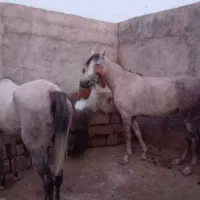 اسب