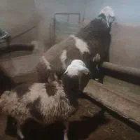 پلنگی قوچ|حیوانات مزرعه|بروجرد, |دیوار