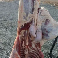 قصابی گوسفند و گاو