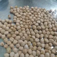 نخود دیمی کرمانشاه تمیز  یک دست