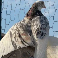 مجسمه هفت رنگ