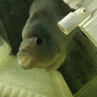 فلاور باکس|ماهی|پردیس, فاز ۱|دیوار