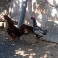 خروس زینتی سبیرایت|حیوانات مزرعه|کمیجان, |دیوار