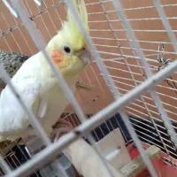 عروس هلندی|پرنده|کردکوی, |دیوار