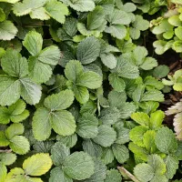 نهال توت فرنگی سابرینا وکامارس نامبروان|خدمات باغبانی و درختکاری|خان ببین, |دیوار