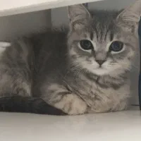 بچه گربه نر ۶ماهو نیم