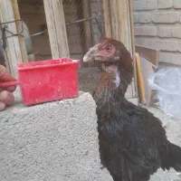 جوجه لاری|حیوانات مزرعه|سمنان, |دیوار