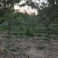 باغ-250-متری-نقلی