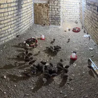 بلدرچین 45   روزه
