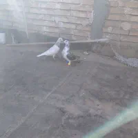 کبوتر سوسکی بزک